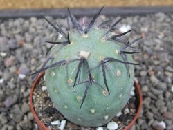 Tephrocactus geometricus květináč 6,5 cm
