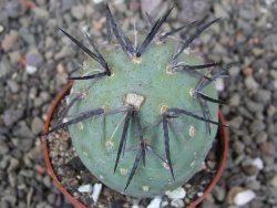 Tephrocactus geometricus květináč 6,5 cm - 12412570