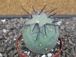 Tephrocactus geometricus květináč 6,5 cm - 12412571
