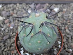 Tephrocactus geometricus květináč 6,5 cm - 12412572