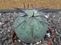 Tephrocactus geometricus květináč 6,5 cm - 12412573