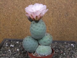 Tephrocactus geometricus květináč 9 cm