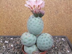 Tephrocactus geometricus květináč 9 cm - 12412575