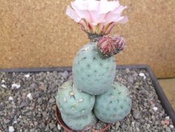 Tephrocactus geometricus květináč 9 cm - 12412576