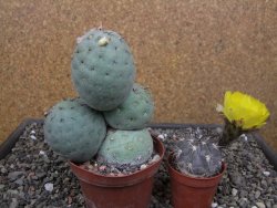 Tephrocactus geometricus květináč 9 cm - 12412577