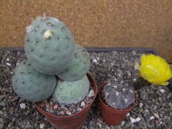Tephrocactus geometricus květináč 9 cm - 12412578
