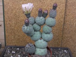 Tephrocactus geometricus květináč 9 cm