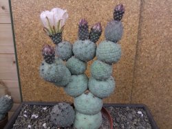 Tephrocactus geometricus květináč 9 cm - 12412581