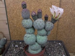 Tephrocactus geometricus květináč 9 cm - 12412583