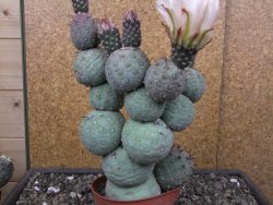 Tephrocactus geometricus květináč 9 cm - 12412585