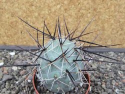 Tephrocactus alexanderi fiambalensis Fiambala, květináč 6,5 cm - 12412588