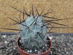 Tephrocactus alexanderi fiambalensis Fiambala, květináč 6,5 cm