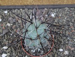 Tephrocactus alexanderi fiambalensis Fiambala, květináč 6,5 cm - 12412590