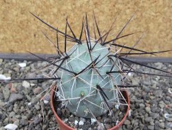 Tephrocactus alexanderi fiambalensis Fiambala, květináč 6,5 cm - 12412591
