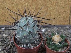 Tephrocactus alexanderi fiambalensis Fiambala, květináč 6,5 cm - 12412592