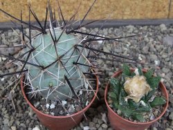 Tephrocactus alexanderi fiambalensis Fiambala, květináč 6,5 cm - 12412593