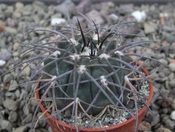 Gymnocalycium spegazzinii VS 120 Capillitas, květináč 5,5 cm
