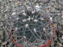 Gymnocalycium spegazzinii VS 120 Capillitas, květináč 5,5 cm - 12412595