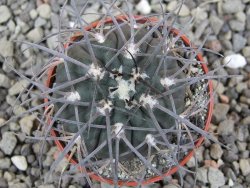 Gymnocalycium spegazzinii VS 120 Capillitas, květináč 5,5 cm - 12412596