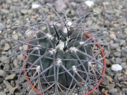 Gymnocalycium spegazzinii VS 120 Capillitas, květináč 5,5 cm - 12412597