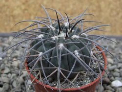 Gymnocalycium spegazzinii VS 120 Capillitas, květináč 5,5 cm - 12412598