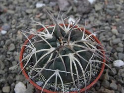 Gymnocalycium spegazzinii VS 120 Capillitas, květináč 5,5 cm