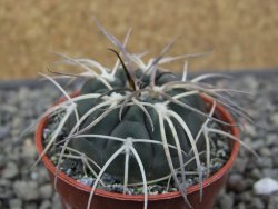 Gymnocalycium spegazzinii VS 120 Capillitas, květináč 5,5 cm - 12412600