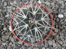 Gymnocalycium spegazzinii VS 120 Capillitas, květináč 5,5 cm - 12412601