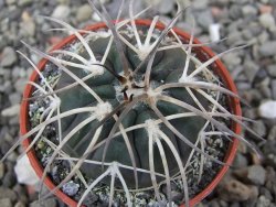 Gymnocalycium spegazzinii VS 120 Capillitas, květináč 5,5 cm - 12412602