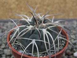 Gymnocalycium spegazzinii VS 120 Capillitas, květináč 5,5 cm - 12412603