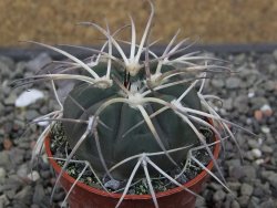 Gymnocalycium spegazzinii VS 120 Capillitas, květináč 5,5 cm