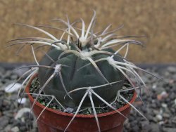 Gymnocalycium spegazzinii VS 120 Capillitas, květináč 5,5 cm - 12412605
