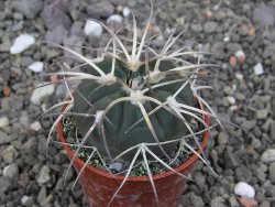 Gymnocalycium spegazzinii VS 120 Capillitas, květináč 5,5 cm - 12412606
