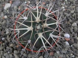 Gymnocalycium spegazzinii VS 120 Capillitas, květináč 5,5 cm - 12412607