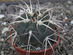 Gymnocalycium spegazzinii VS 120 Capillitas, květináč 5,5 cm - 12412608