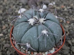 Echinocactus horizonthalonius, pot 5,5 cm - 12412609