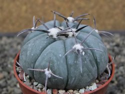 Echinocactus horizonthalonius, pot 5,5 cm - 12412610