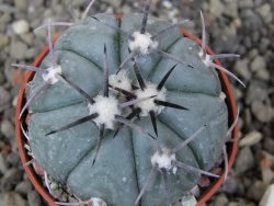 Echinocactus horizonthalonius, pot 5,5 cm - 12412611