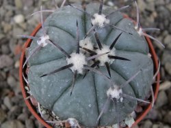Echinocactus horizonthalonius, pot 5,5 cm - 12412612