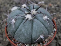 Echinocactus horizonthalonius, pot 5,5 cm