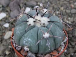 Echinocactus horizonthalonius, pot 5,5 cm