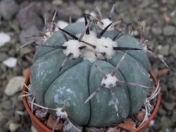 Echinocactus horizonthalonius, pot 5,5 cm - 12412615