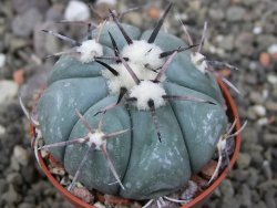 Echinocactus horizonthalonius, pot 5,5 cm - 12412616