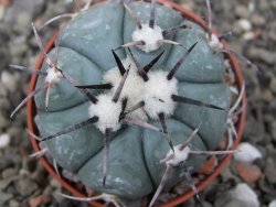 Echinocactus horizonthalonius, pot 5,5 cm - 12412617