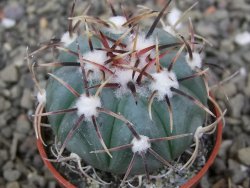 Echinocactus horizonthalonius La Apples, pot 5,5 cm