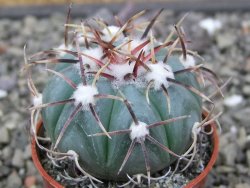 Echinocactus horizonthalonius La Apples, pot 5,5 cm - 12412619