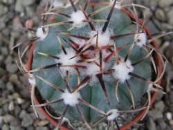 Echinocactus horizonthalonius La Apples, pot 5,5 cm - 12412620