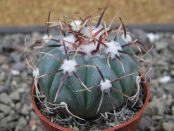 Echinocactus horizonthalonius La Apples, pot 5,5 cm - 12412621