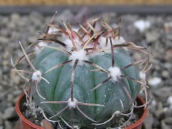 Echinocactus horizonthalonius La Apples, pot 5,5 cm - 12412622