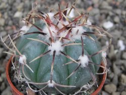 Echinocactus horizonthalonius La Apples, pot 5,5 cm - 12412623